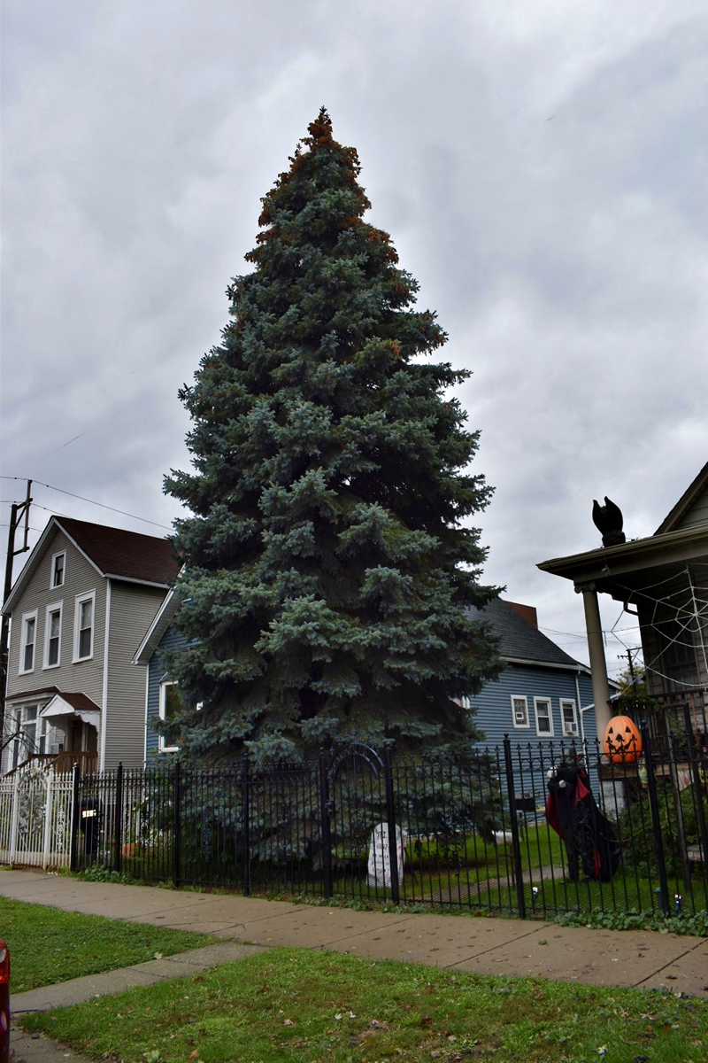 51-foot Blue Spruce Tree